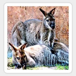 Wallaby Mates Sticker